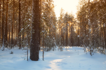 winter landscape with trees in winter