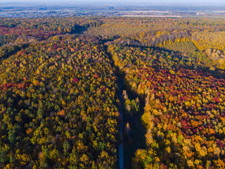 Aerial view of autumn colored forest. Drone shot bird eye. Natural view over the forest. green and yellow, treetops at sunset, copy space
