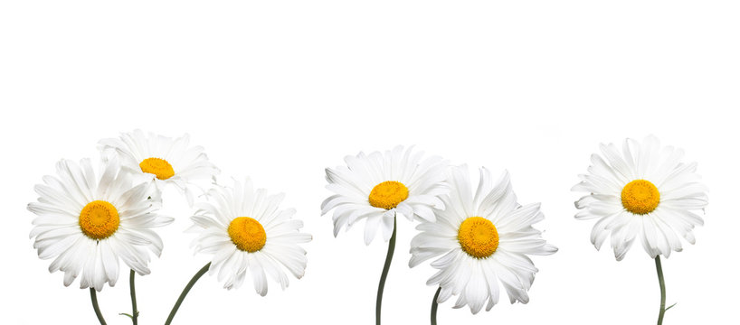 Chamomile flowers collage isolated on white background, floral design wallpaper