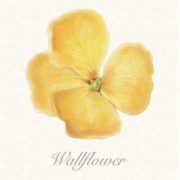 Yellow wallflower isolated on a watercolor paper background with its name