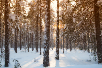 Obraz premium forest in winter