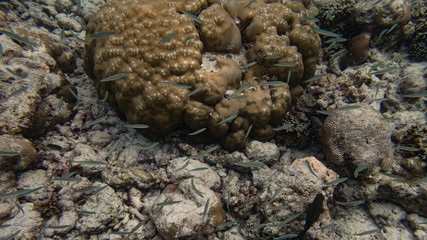 Korall am Hausriff auf der Insel Meedhupparu auf Malediven, Indischer Ozean