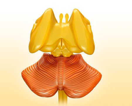 Human brain structures, illustration