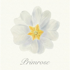 White primrose isolated on a watercolor paper background with its name