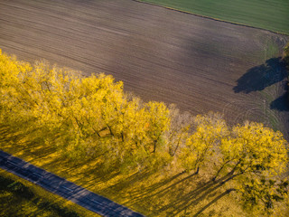 Top down. Autumn Aerial view shoot from drone, above field. view over agricultural fields and road. agricultural field. harvesting, sowing, fertilizers. bright yellow leaves