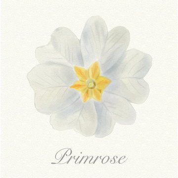 White primrose isolated on a watercolor paper background with its name