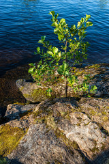 Young trees do not hesitate to grow between large stones. The wonderful island Valaam is located on Lake Lodozhskoye, Karelia. Balaam - a step to heaven