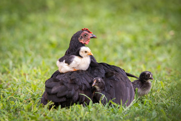 Hen with baby chicken