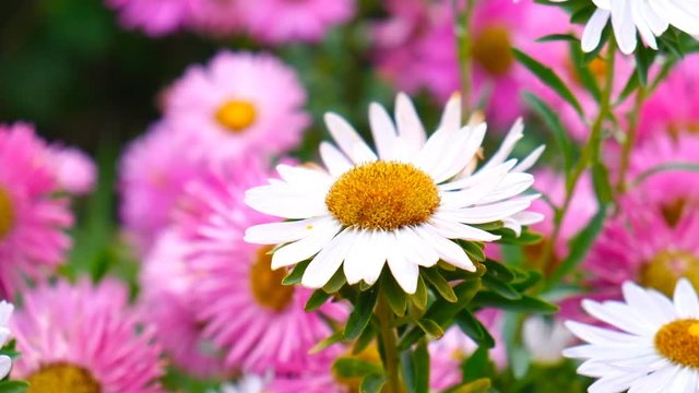 autumn asters bloom on the flower bed