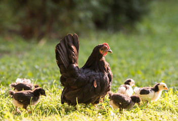 Hen with baby chicken