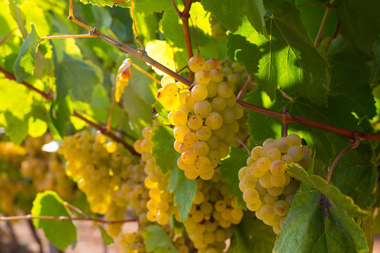 Close up view of ripe grapes