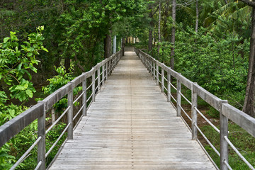 Green tropical forest with gray wooden bridge