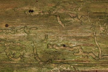 Fraßgänge von Maden und Larven im Holz