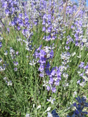 fleur de lavande