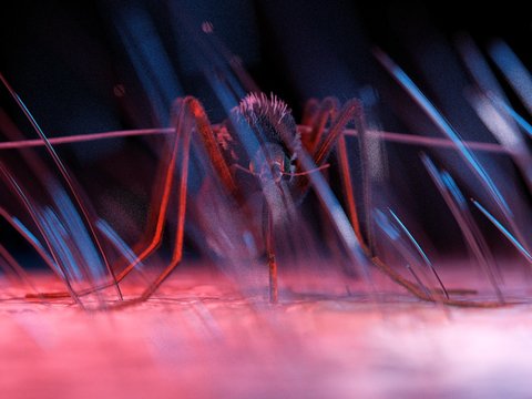 Experten Schockiert China Setzt Bei Chikungunya Fieber Auf Ungewöhnliche Methoden Drohnen Co - ysxrvfq