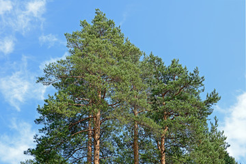 crown of tall pine trees on background of blue sky