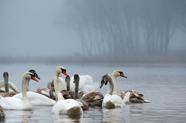 Fototapeta premium Beautiful white elegant swans bird on a foggy winter river.
