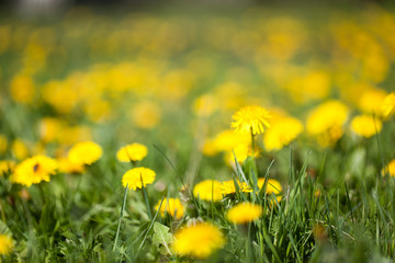 Obraz premium Glade of flowering dandelions