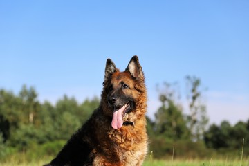 owczarek niemieci