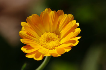 fleur au soleil