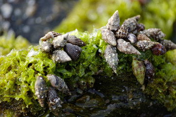 coquillage en salade!