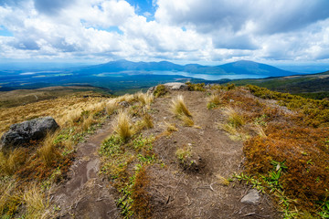 Fototapeta na wymiar hiking the tongariro alpine crossing,grass on volcano,new zealand 7