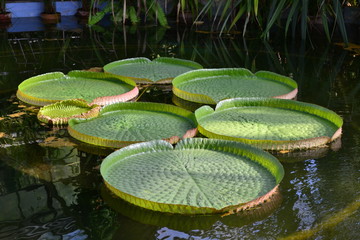 Giant water lily