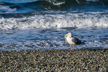 Birds Rocks And Water