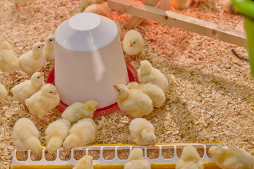 Small yellow chickens