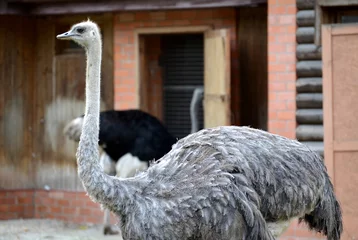 Cercles muraux Autruche Female of an ostrich of African (Struthio camelus Linnaeus), side view