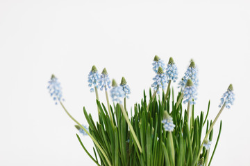 Potted light blue muscari spring flowers