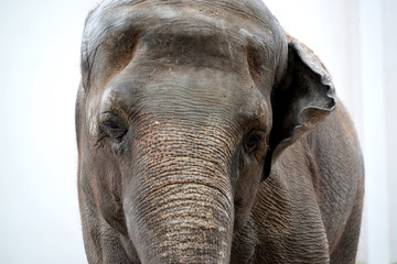 Naklejka premium Portret słonia cejlońskiego (Elephas maximus maximus Linnaeus) na jasnym tle