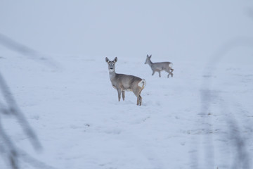 deer in the snow