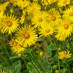 Blühender Garten-Gamswurz, Doronicum