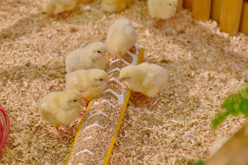 Small yellow chickens
