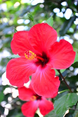 Red flower