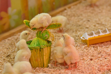 Small yellow chickens