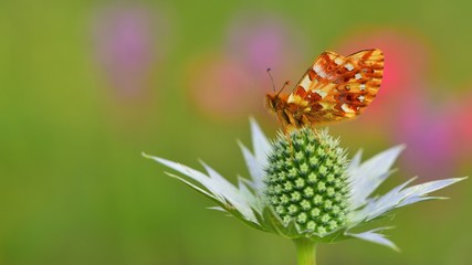 Obraz premium Boloria caucasica 580