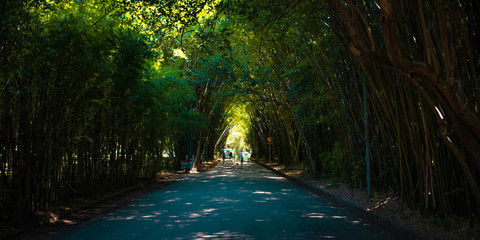 road with trees