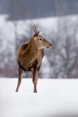 red deer in the snow