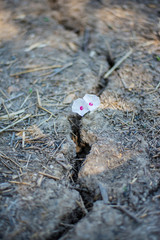 Flowers that are naturally born on the fissure of the dry ground