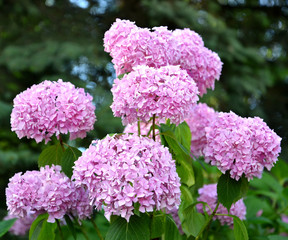 Inflorescences of a pink hydrangea (Hydrangea L.), close up