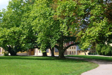 Lebensbaum