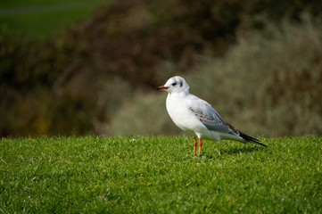 Mediterranean Gull in winter plumage on a green grass meadow against a blurred background. Small white bird with orange beak and legs. Blackrock Park, Dublin, Ireland.