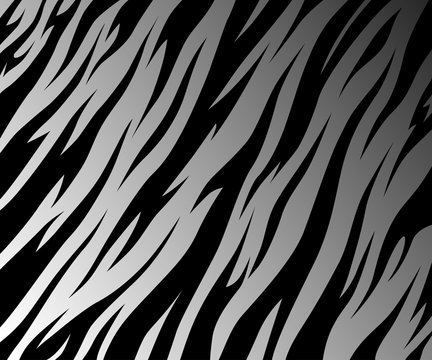 Tiger texture abstract background. Animal safari abstract skin white and black . Vector jungle. strip white tiger