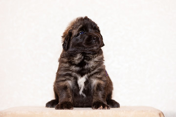 Little leonberger puppy sits at beige background