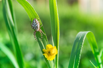 a blade of grass with a yellow wild flower and a spider crawling along it with a beautiful pattern on the back