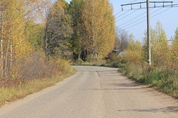 Fototapeta premium road in the forest