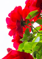 on white background red roses with green leaves and thorns