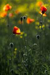 Obraz premium rape field with red poppies flowers
